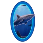 Shark #2